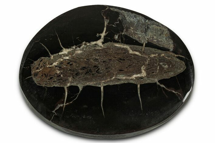 Polished Fish Coprolite (Fossil Poo) Nodule Half - Scotland #355211